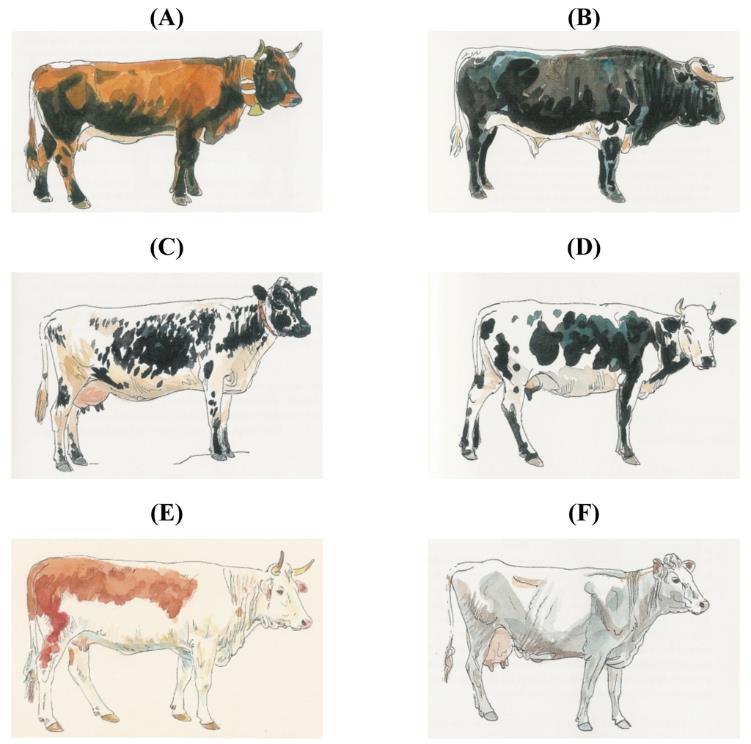 Introduction Colour sidedness a dominantly inherited phenotype of cattle documented at least since the Middle Ages presently segregating in several