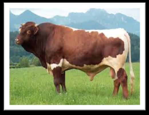 The history of Cika cattle - local single-coloured cattle - Mölltaler cattle Cika cattle Pinzgauer cattle Pinzgauer sires were widely