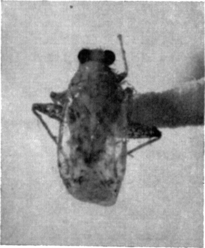 574 JOSE C. M. CARVALHO erecting the genus Saileria to receive Van Duzee's species.