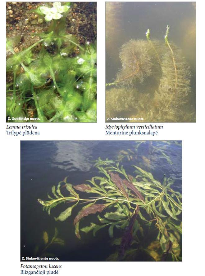 Habitat Directive Annex 1 Habitat types 3150 - Natural eutrophic lakes with