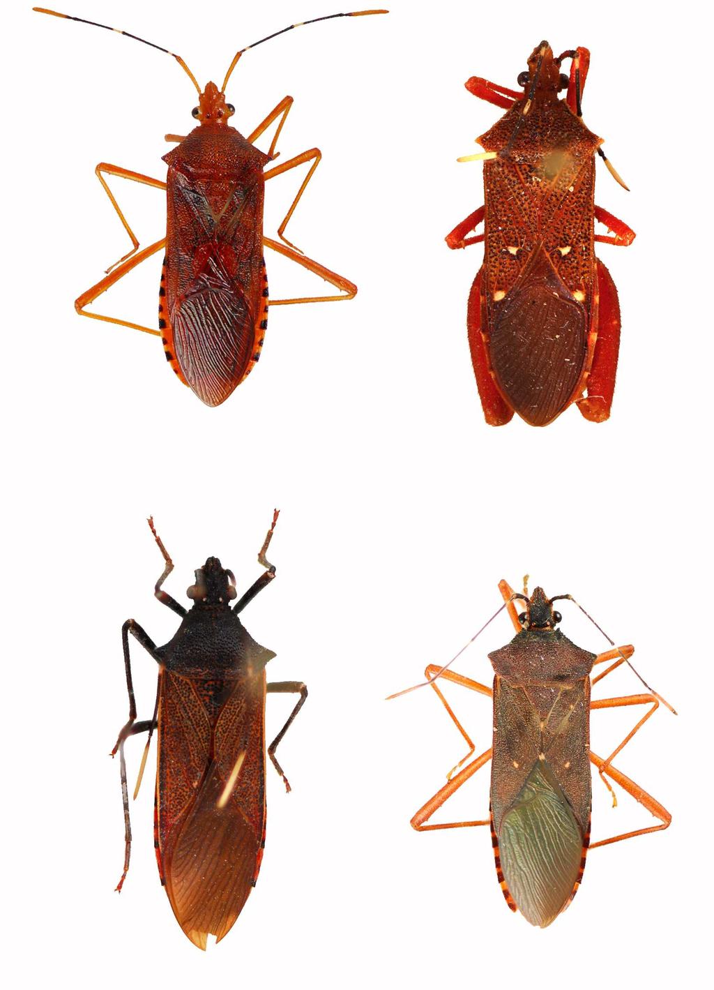 Heteropterus Rev. Entomol. (2011) 11(2): 195-199 197 (a) (b) (c) (d) FIGURE 1. Leptoscelis spp.: (a) L.