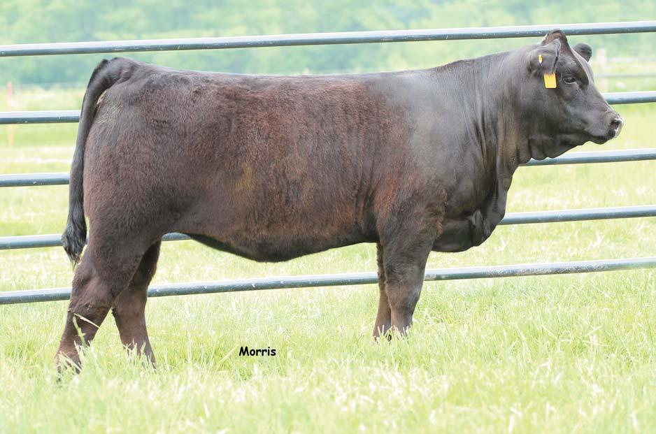 LOT 8 We foresee this female to be a herd bull making machine in the years to come, being a high growth and high percentage purebred female with a prestigious pedigree.