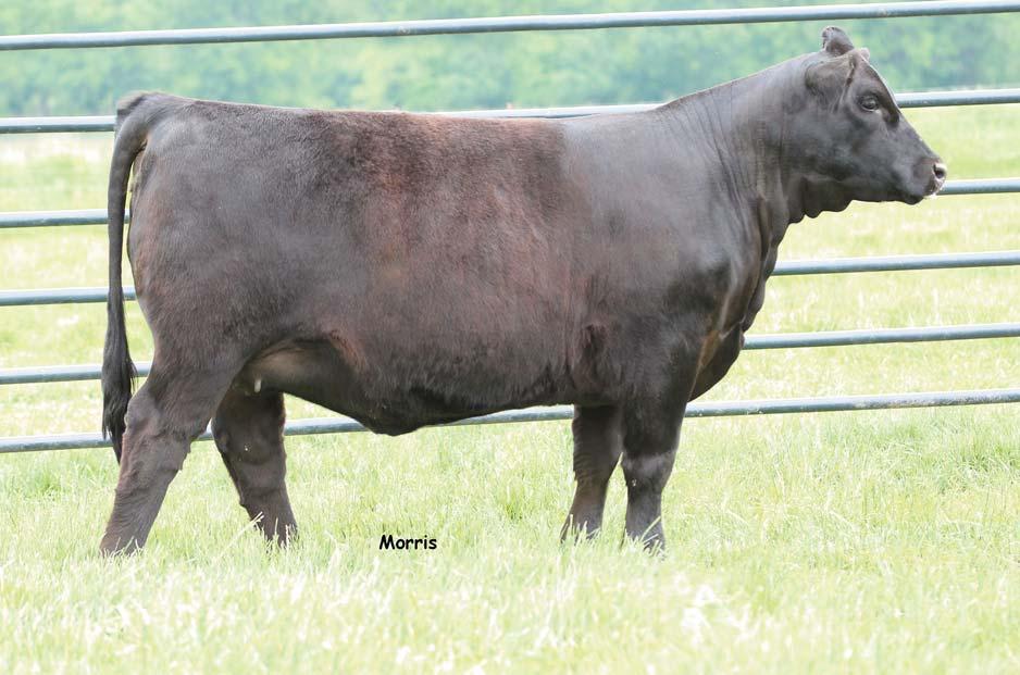 YEARLING OPEN HEIFERS LOT 9 Double digit CED, 112 YW EPD and ranking in the top 3% of the breed for $MTI makes us a believer in this females future. MAGS Xukalani is the a.i. sire owned by Salt Creek, Magness and Linhart Limousin who has been used heavily on heifers and on mature cows to inject low birthweight and added eye appeal.