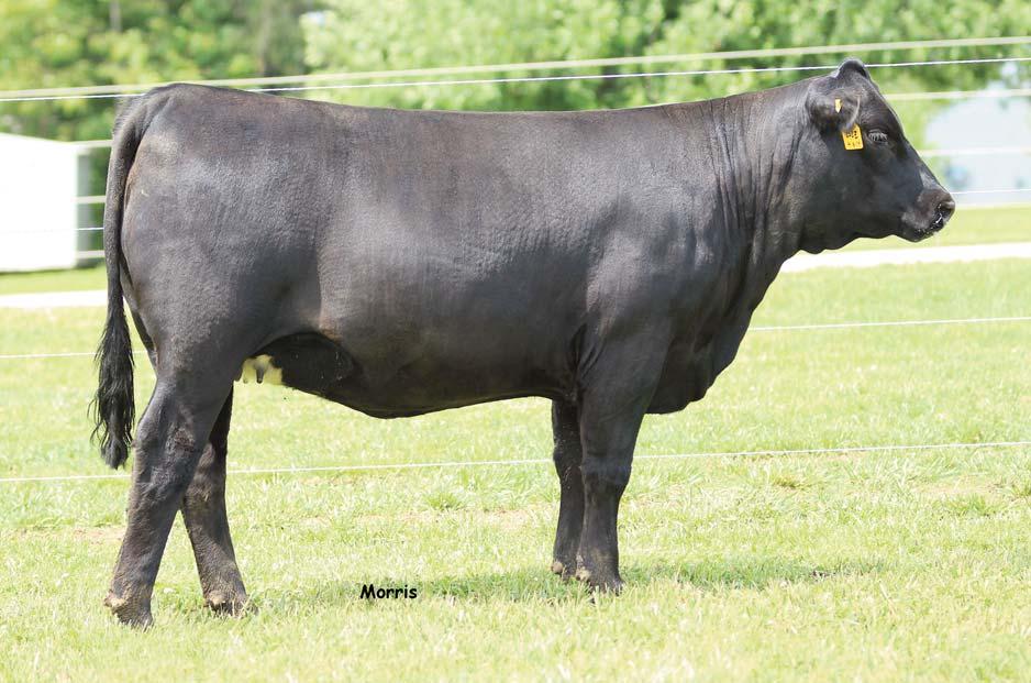 LOT 10 This particularly long spined and level designed U Haul granddaughter impressively in the top 4% of the nation s Lim-Flex population for Marbling with a.56 MB epd.