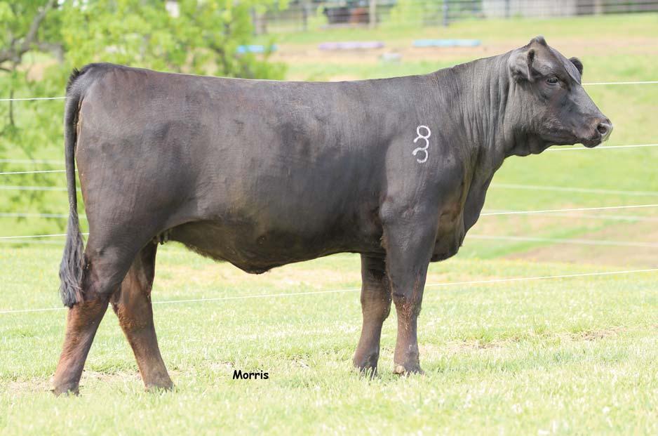 LOT 11 OCCC Blabina 149B is a granddaughter of the Demar Farms donor SBLX University Girls 105U, their top selection out of the Jepson dispersal.