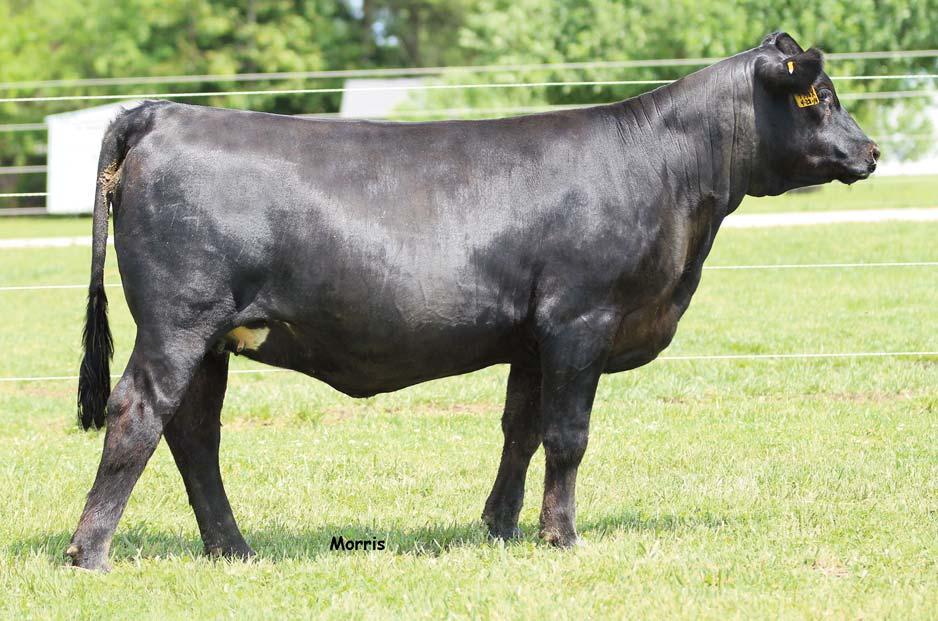 LOT 12 This MAGS Wazowski female is bound to catch your eye if you have an opportunity to go through our pastures, her maternally designed frontend is simply elegant and extended, she is level