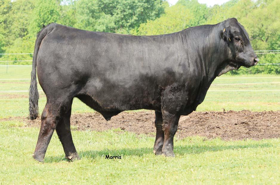 HERD PROSPECTS LOT 16 Leading off the Owens Cattle Company herd bull line-up is this heavy muscled, deep middle and soundly constructed son of the 2011 NWSS Reserve Champion Bull, TW Fire N Ice.