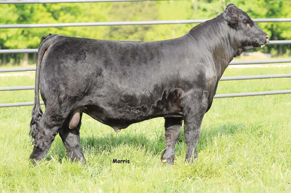 LOT 17 The magnitude of fame and quality found in this young sires pedigree in incredible, he is son of the $120,000 record selling EBFL Ypsilanti 420Y and a grandson of the famous BOHI Sunset donor