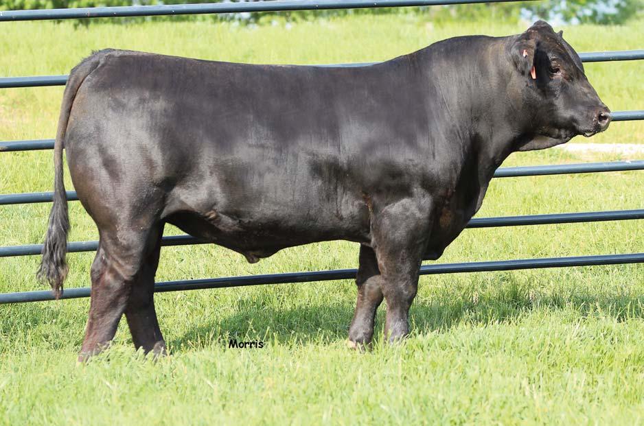 LOT 18 SAV Bismarck has withstood the test of time in the Angus population as a low birthweight sire, he has impressively archived this especially since he has been mated to numerous high birthweight