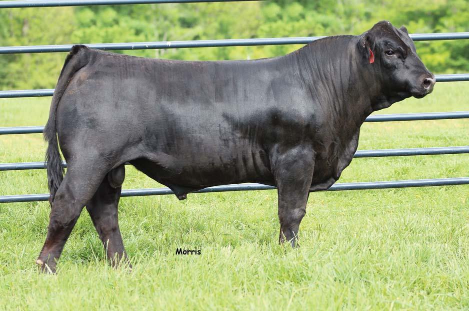 LOT 20 Homozygous Black and homozygous polled son of MAG The General who ranks in the top 10% of the Purebred Limousin population for WW and YW epd.