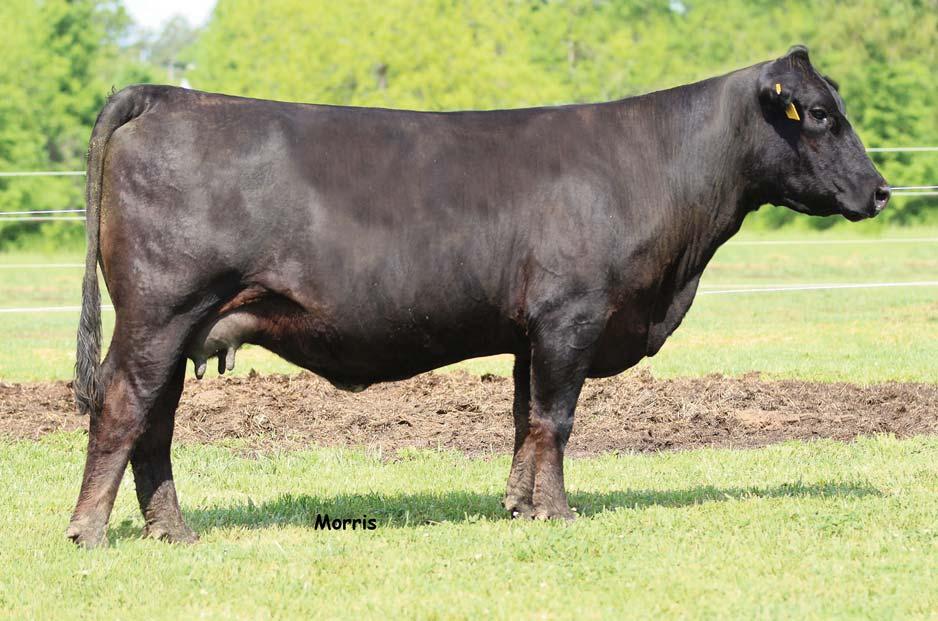 LOT 22 Will be A.I. d before the sale MAGS Unwashed has produced several phenomenal females and we were fortunate enough to acquire several of them, LVLS Maximizer 4702Y is one of them.