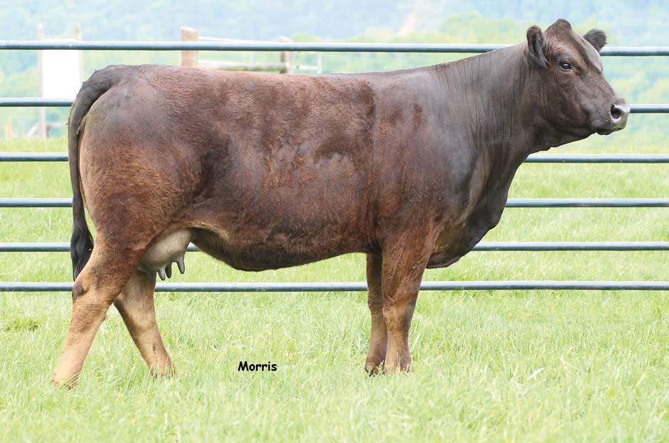 LOT 23 Ranking in the top 1% of the breed for Milk, this Purebred female is in the prime of her productive life and will make and exceptional brood cow for her new owners.
