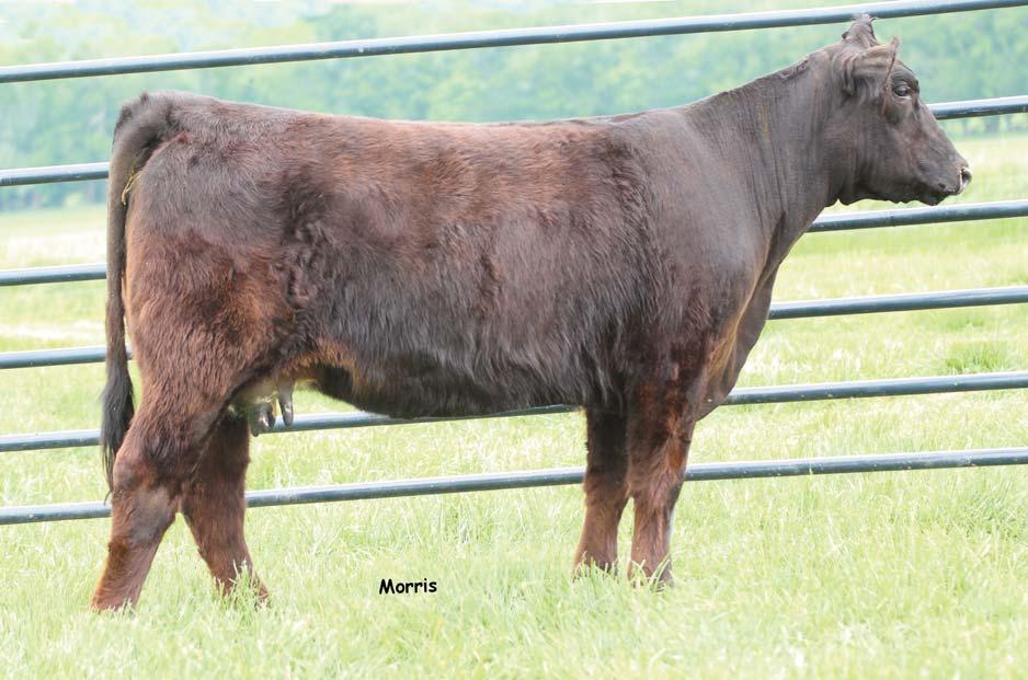 LOT 25 This coming two year is due anytime now to MAGS Advisor, please check with us for updated calving information.