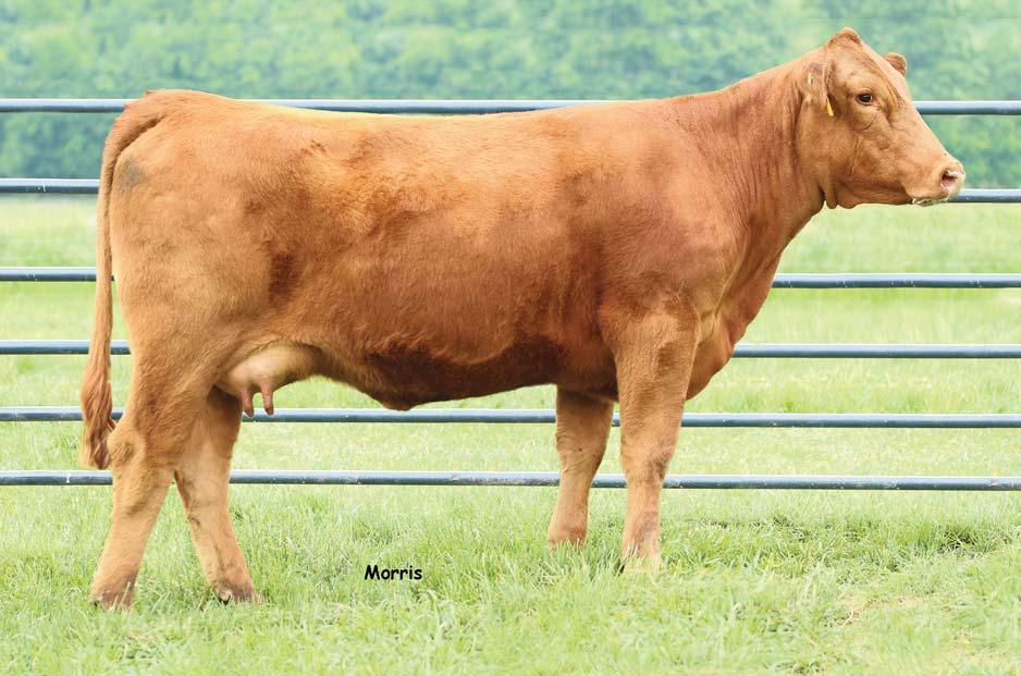 LOT 26 Red is hotter than ever right now and this is one of the few opportunities in this sale to bid on a red Purebred female.
