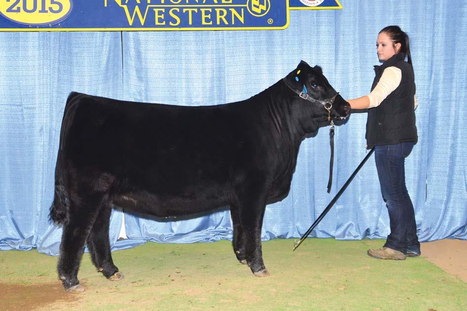 EMBRYOS LOT 27 Selling full sibling embryos to OCC Bliss 142B, who was our very well received entry in the 2015 National Sale in Denver, who sold to Cirlce R Ranch and later went on to be the