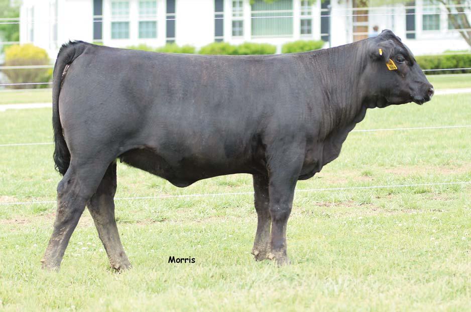 FALL OPEN HEIFERS LOT 1 OCCC Baka 156B is straight from the heart of our replacement pen, her predictable pedigree, and homozygous polled and homozygous black status made it hard for us to part with