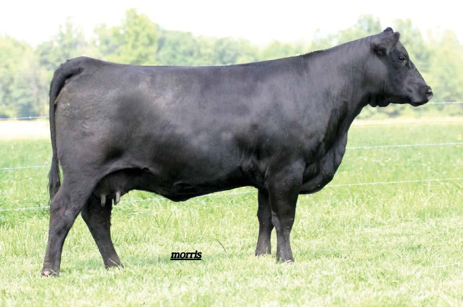 LOT 28 An opportunity to dive into the genetics of the Linhart owned sire, MAGS Aviator who is sure to have positive calf reports as this spring calving season comes to an end.