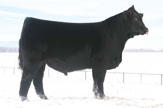 MAGS Xyloid, sire of Lot 29 embryos. LOT 29 This is one terrific mating that we are certain will create tremendous show cattle.