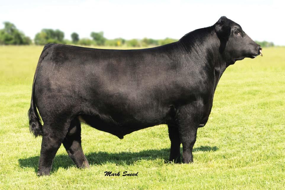 LOT 30 MAGS Thin Ice is a full sister to high selling MAGS Xtra Wet who is a featured A.I. sire and standing herd sire at Liberty Ranches and a natural calf of the exclusive Magness/Key Bar Ranch donor, MAGS Puddles.