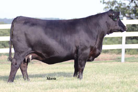 When mated with TMCK Hydraulic, who currently has a 142 YW epd and is producing cattle with a deadly look and massive amounts of muscle and growth; the results could be incredible.