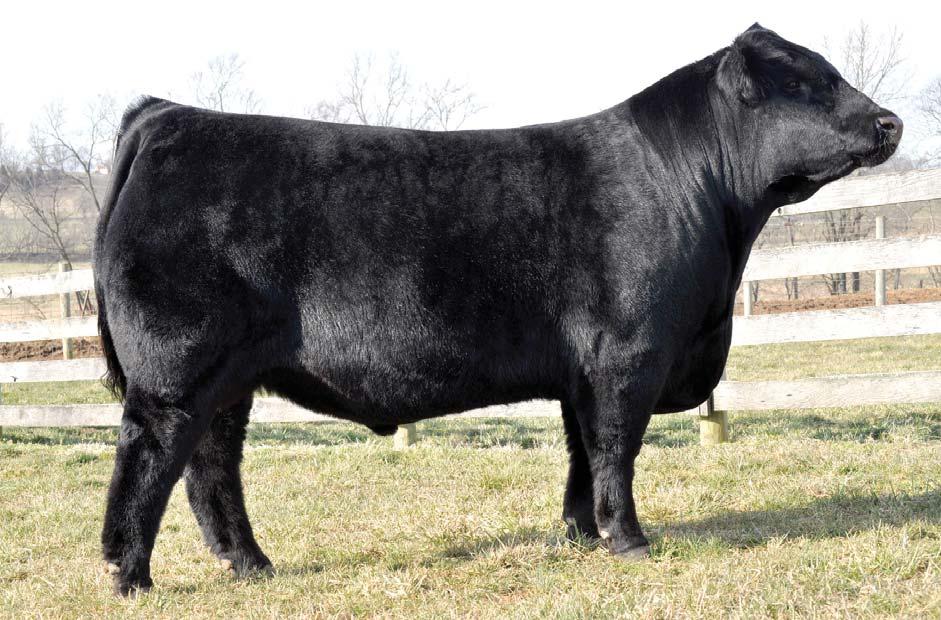 LOT 35 If you are looking for cattle that are going to succeed in the show ring and proceed into the donor pen and herd bull lot, these Xcessive Force X Auto Kelly 230X progeny will do just that.