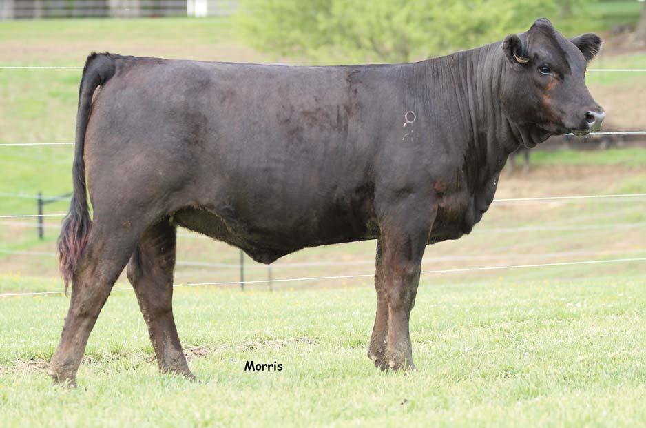 LOT 3 The $120,000 valued EBFL Ypsilanti 420Y will go down in the record books as one of the most highly sought after bulls of this decade, with progeny lie OCCC Bakarne, it doesn t surprise us.