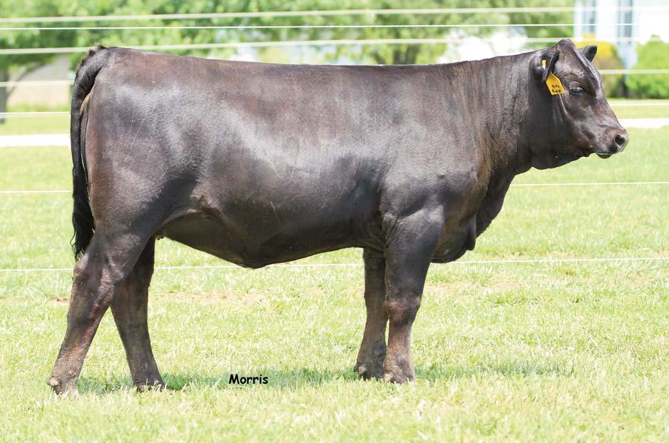 LOT 4 We love our spread cattle here at OCCC, and 161B is definitely that, these cattle offer so many options when it comes to breeding time, it is these type of cattle that make the purebred cattle