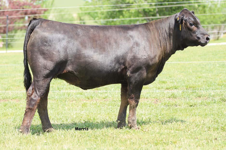 LOT 5 BDHC Ironman 2006Z is the Diamond Hills bred herdsire that we proudly own in partnership with Sugar Bush Cattle Inc.