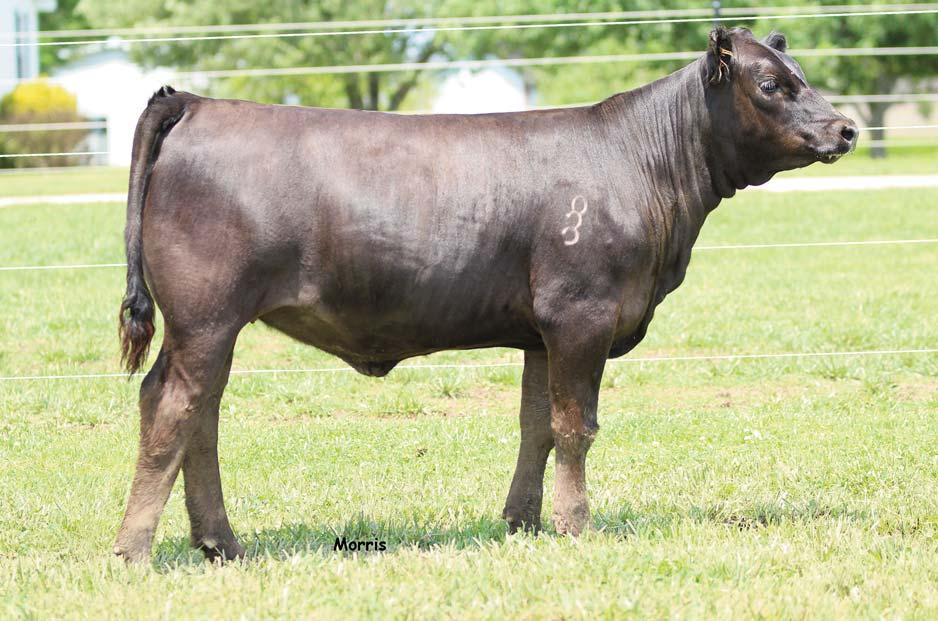 LOT 6 Here is an opportunity to invest in a direct daughter out of the full sister to the 2014 NWSS Champion female of Mikah Edwards, AUTO Mabelline by the $120,000 valued EBFL Ypsilanti 420Y.