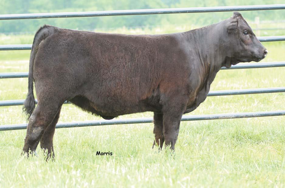 LOT 7 This attractive September Purebred daughter of the time-tested and proven winning sire, DHVO Deuce 132R and is homozygous polled and double black.