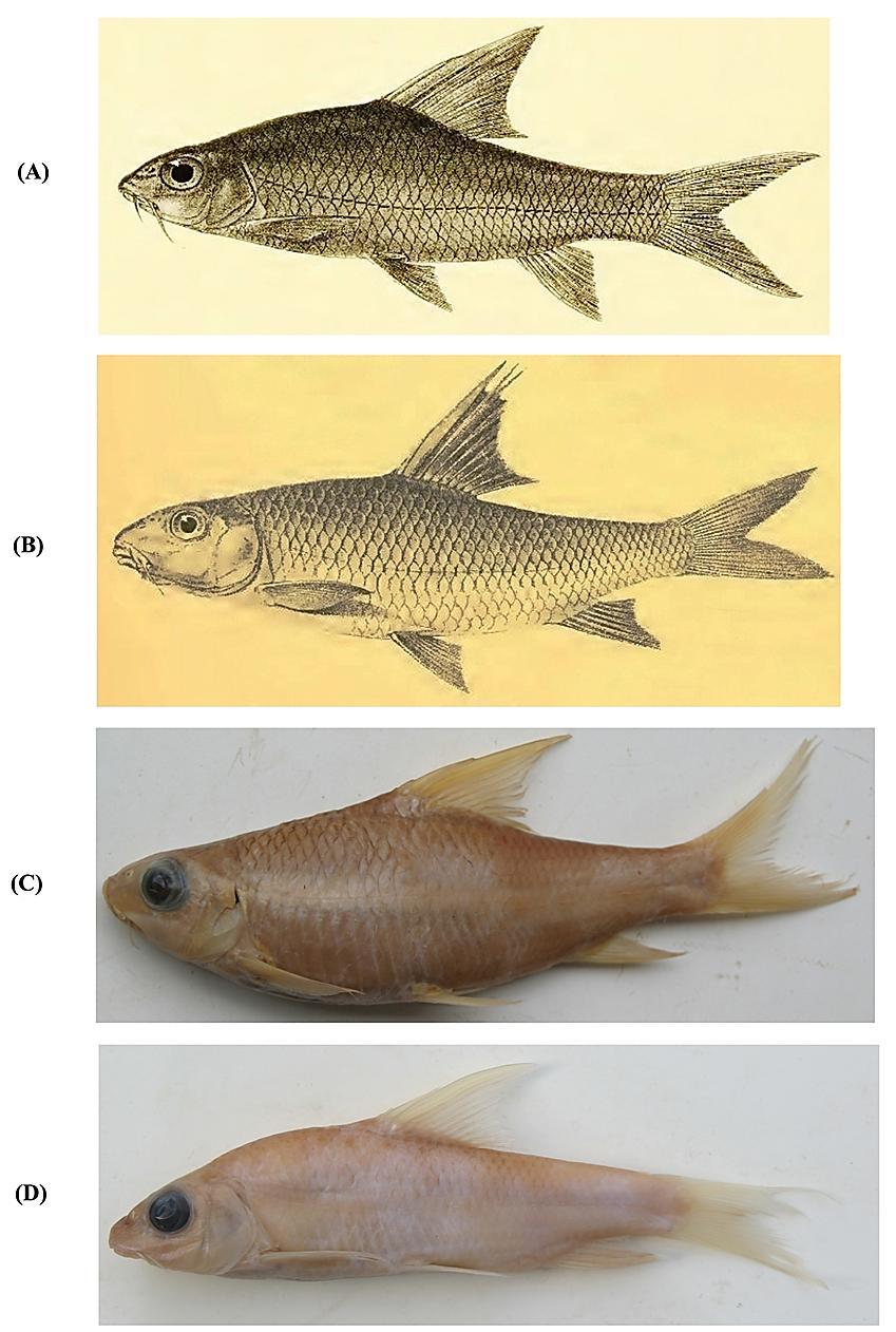 78 FISHTAXA (2016) 1(2): 75-83 Figure 1. Hypselobarbus micropogon and H. gracilis. (A) Day s illustration of Barbus micropogon (plate CXXXVIII, fig.