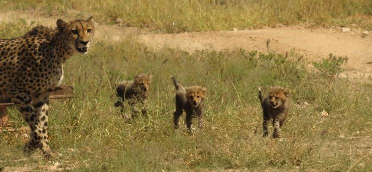 The Askarian - April 2016 Cheetah cubs It was an amazing discovery this month to find cheetah female Kusala