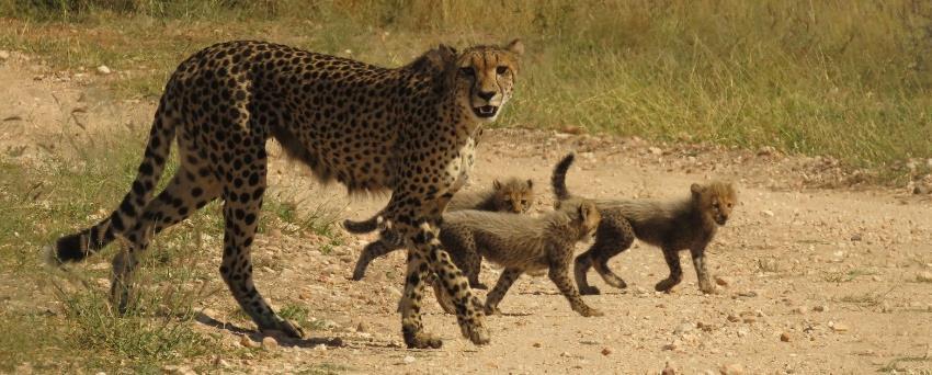 Her young son Khinga moved off on his own a few months ago and a female cheetah can become pregnant almost