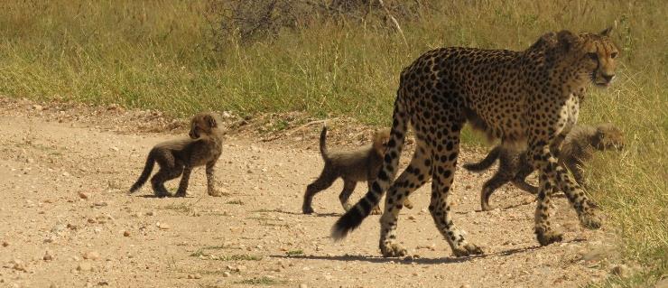 With a gestation of just 90 days, cheetah often give birth to 5 cubs.