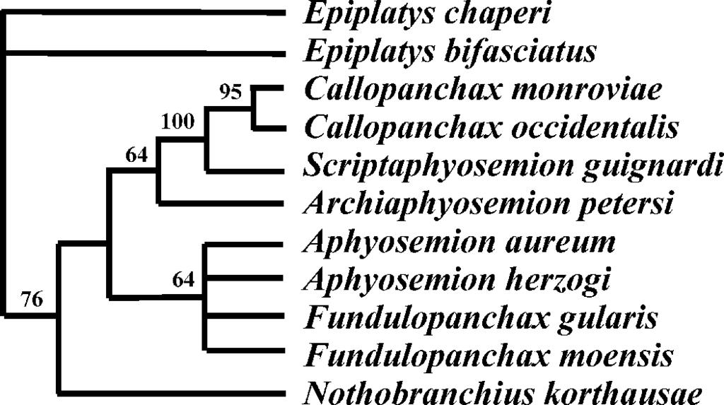 Vertebrate Zoology 59 (1) 2009 37 Fig. 5. Fin support of Callopanchax monroviae.