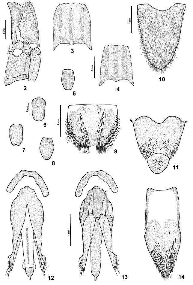 Catelanus and Fusimorphus (Coleoptera, Elateridae, Agrypninae) 89 Figs. 2-14.