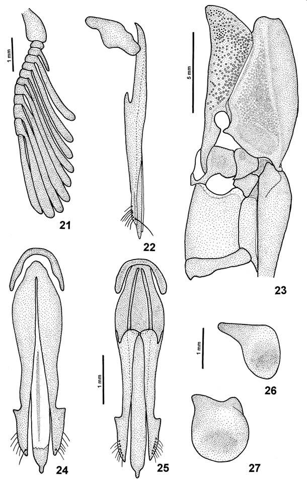Catelanus and Fusimorphus (Coleoptera, Elateridae, Agrypninae) 93 Figs. 21-27.
