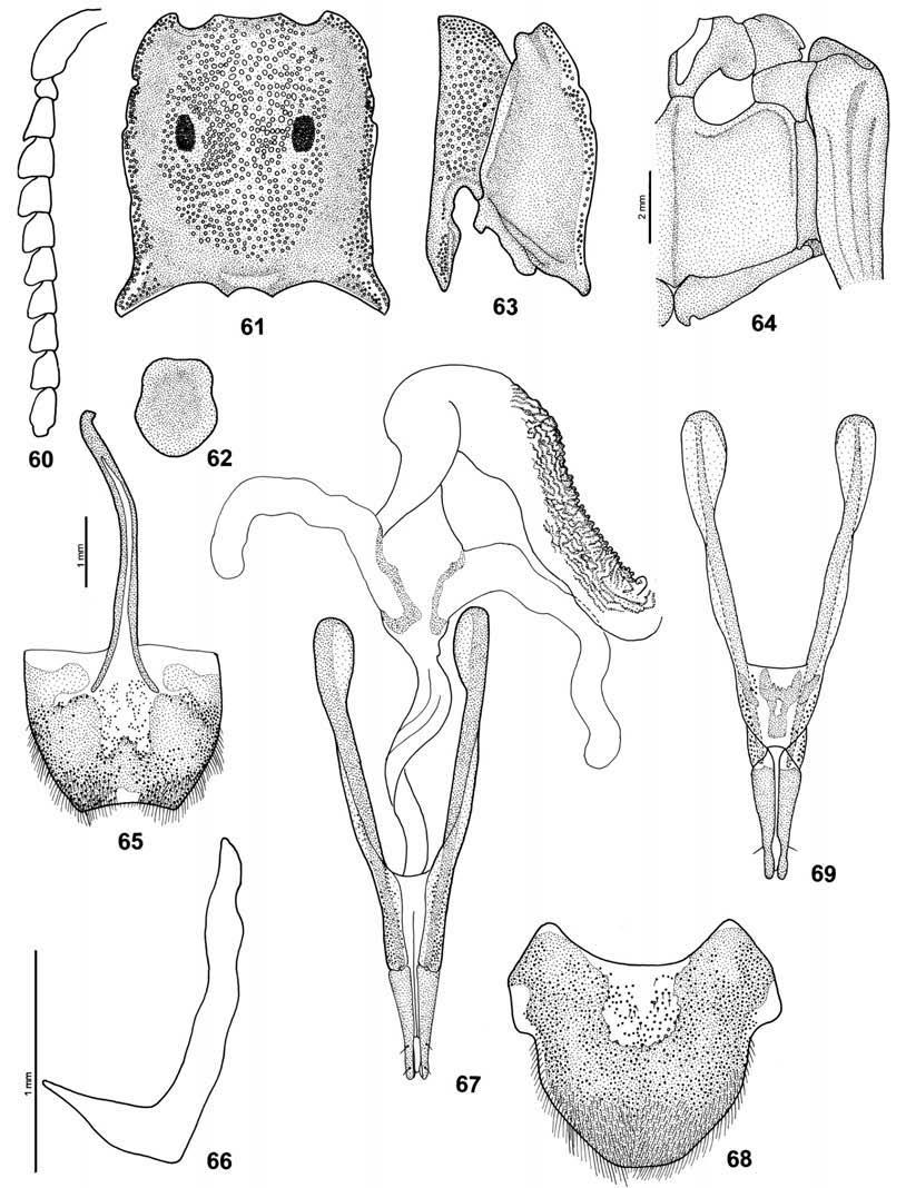 New species of Alaus on distal fourth (regular shape on three lateral interstices and irregular throughout whole elytral width) and one lateral smaller near apex; legs with pubescence yellowish-white