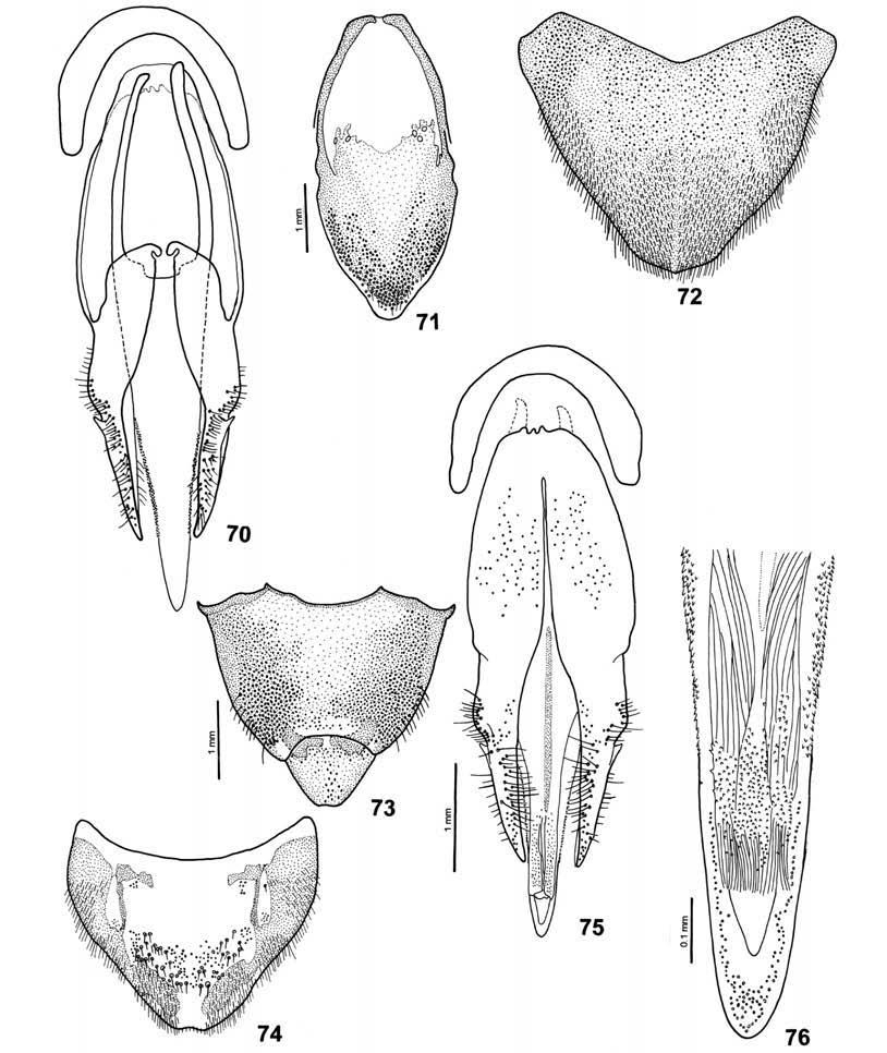 S. A. CASARI rior margin of procoxae, serrate and 11-segmented, 3rd segment elongate and triangular, as long as 4th. Pronotum (fig.