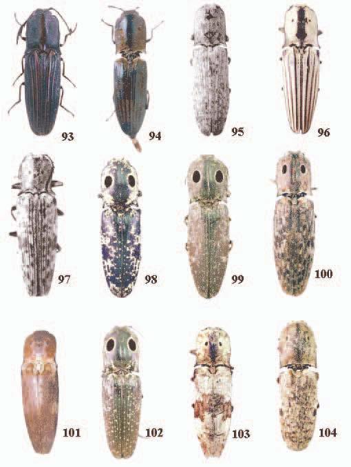 Figures 93-104 Habitus. 93, A. alicii (Pjatakowa) n. comb. 94, A. cinnamoeus n. sp. 95, A. calcaripilosus Casari (black and white). 96, A. haroldi (Candèze) ) n. comb. 97, A. latipennis n. sp. (black and white) 98, A.
