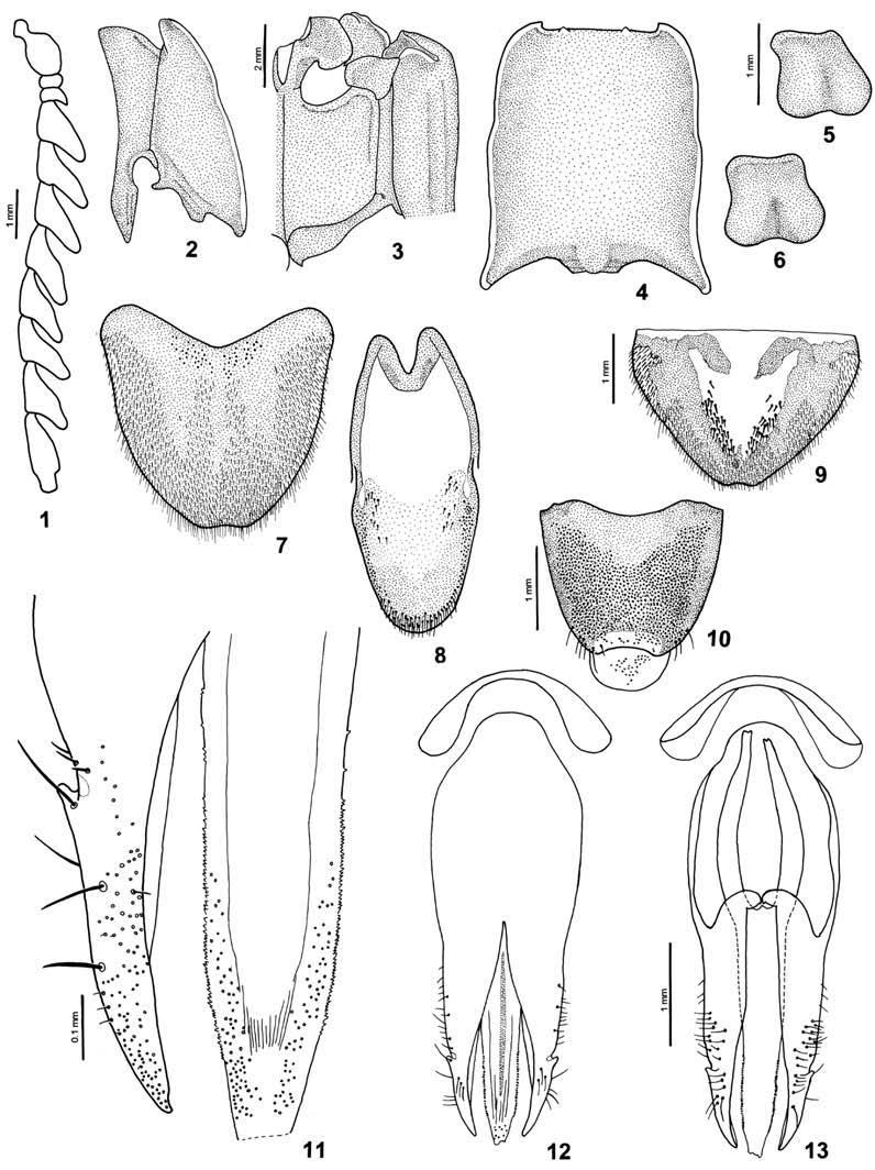 S. A. CASARI sclerotized pieces of openings of colleterial glands elongate; dorsal setae of parameres sparse and short (fig. 106) (West Indies: Dominican Republic; Nicaragua, Venezuela)............... A. tricolor (Olivier, 1790) Alaus alicii (Pjatakowa, 1941) n.