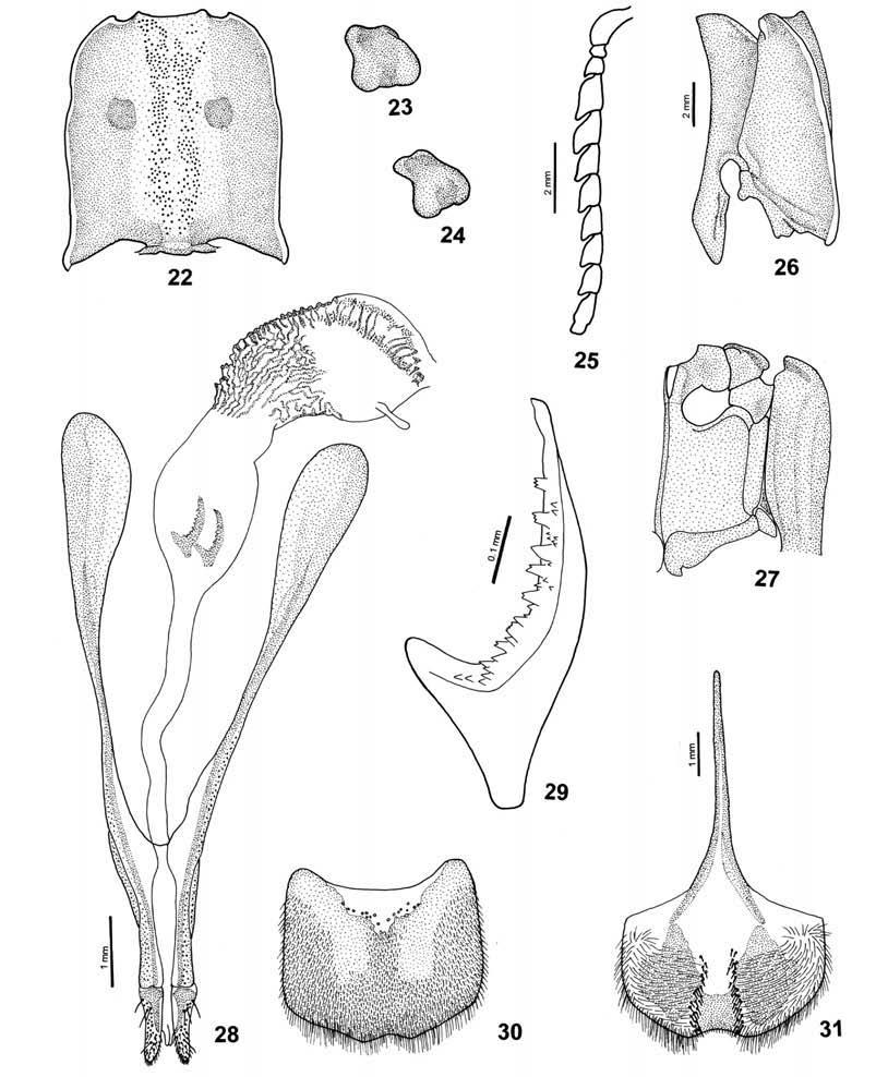 New species of Alaus same country. In 1891, he catalogued both species, as recorded from different countries, and added a note about C.
