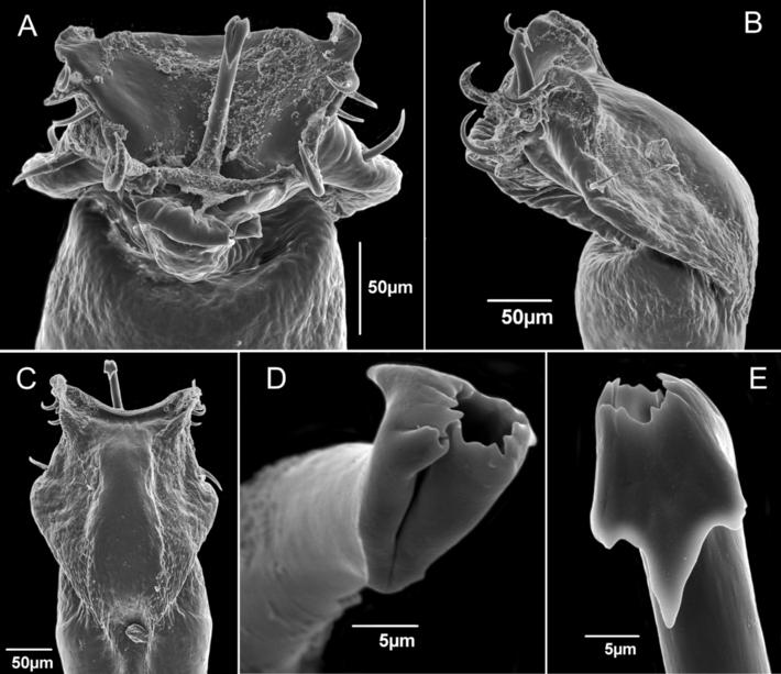 Villarreal M et al. Zoological Studies (2015) 54:45 Page 12 of 18 Figure 11 Ventrifurca albipustulata (MNRJ 19197). Penis, distal part. (A) Dorsoapical view. (B) Lateral view. (C) Ventral view.