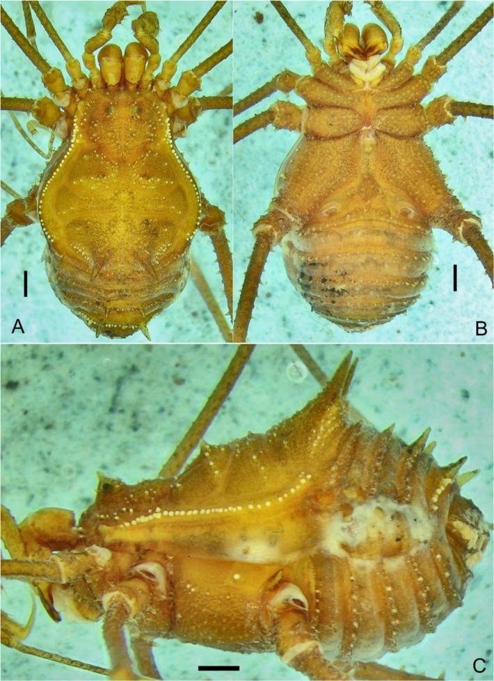 Villarreal M et al. Zoological Studies (2015) 54:45 Page 4 of 18 Figure 3 Ventrifurca dybasi (FMNH-INS 000 011 250) female holotype. (A) Habitus dorsal view. (B) Ventral view. (C) Lateral view.