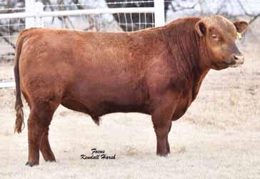 13 COMMERCIAL BULL Calved:4/5/17 MULTIPLE SIRE Will have updated DNA by sale day. 70 425 13 14 Reg.