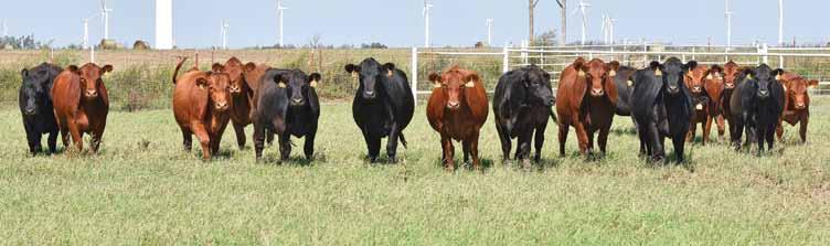 Commercial Females All commercial lots will sell in groups of 5-10 with option to roll entire lot 47 20 2-YEAR-OLD RED ANGUS FIRST CALF PAIRS Consigned by Chain Ranch 48 10 2-YEAR-OLD RED ANGUS FIRST