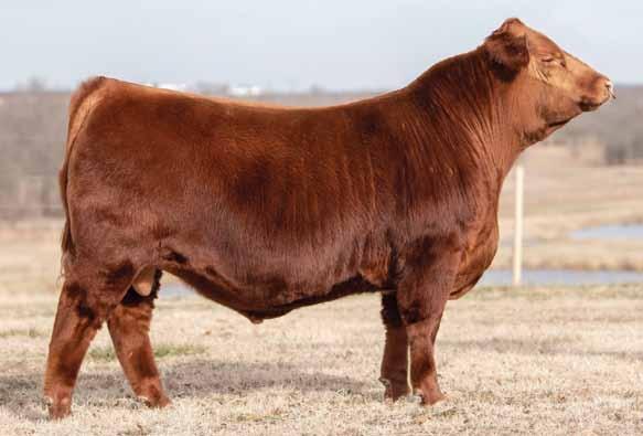 Select Bull 2 2 BJF THE RIGHT RED 8021F Reg.