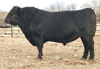 70 HEAD FALL COMMERCIAL BRED HEIFERS The heifers selling are sired by Hinkson bulls. Most of the heifers were purchased locally by private treaty.