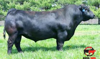 034 NA 2/10 Settlement was our top selling bull at the 2016 sale going to ABS for $16,000. He is back home and we are using him naturally with great success. Has excellent across the board s.