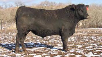 72 $W +83.03 $B +166.44 CW +61 Doc +31 Scr +1.47 Extremely complete bull here! He is in the top 20% of the breed for each trait listed above...a true balanced herd sire.